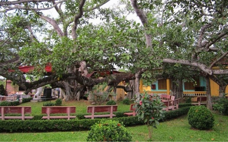 Cây đa cổ thụ 13 gốc tại phường Gia Viên, Hải Phòng